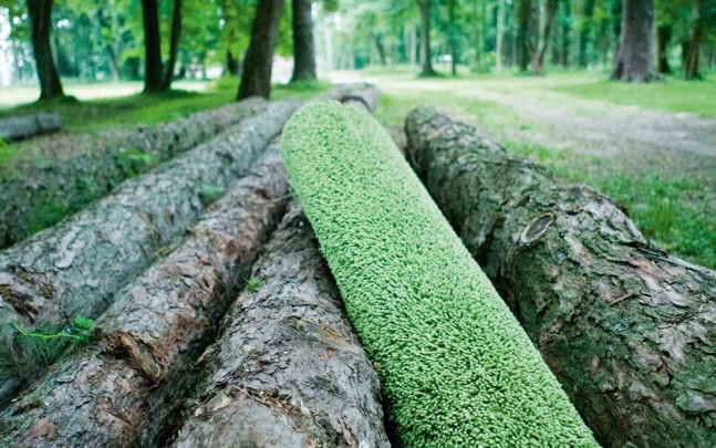 tosh_ambience_wood_tree-trunk_green_ecology_oc