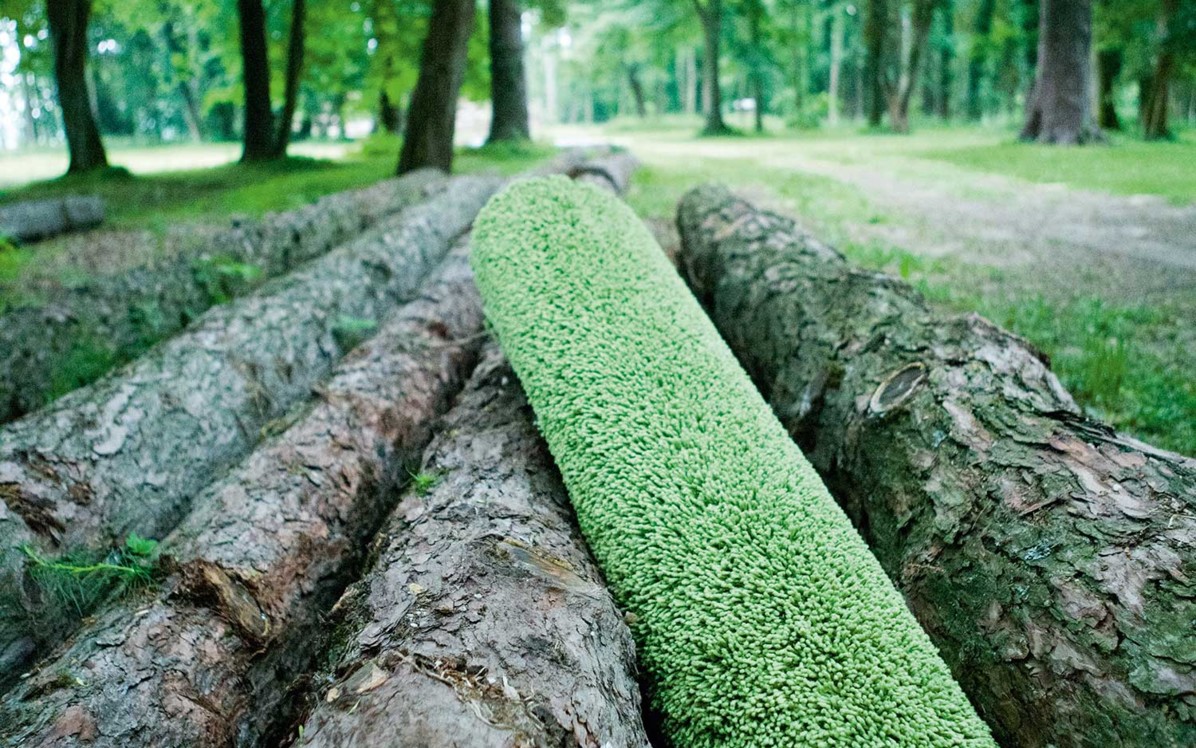 tosh_ambience_wood_tree-trunk_green_ecology_oc
