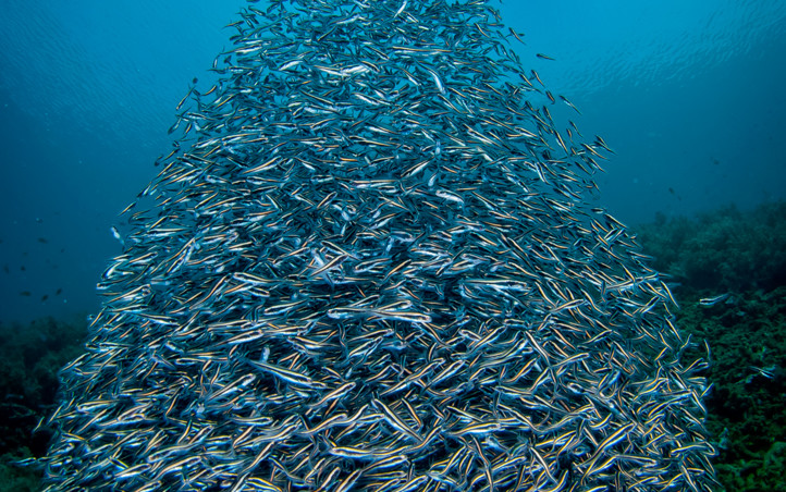 healthyseas_Fischschwarm