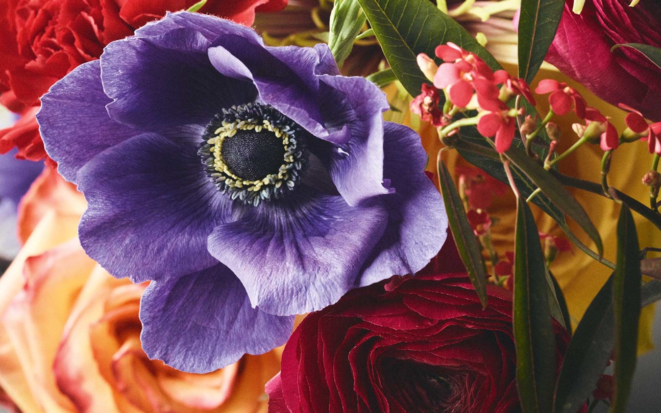rugx_flowers_colourful_oc